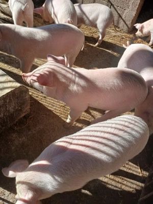 Purcei de vanzare  - imagine 3