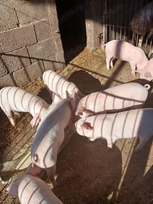 Purcei de vanzare  - imagine 5