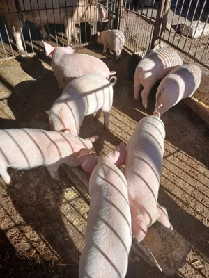 Purcei de vanzare  - imagine 4