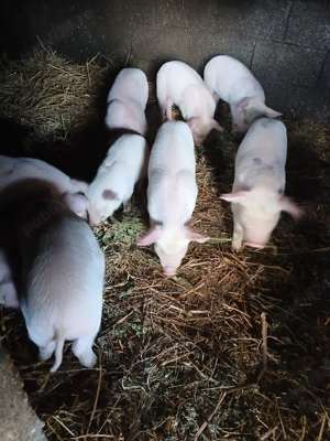 Purcei de vanzare  - imagine 2