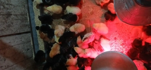 Vind  pui Australorp 15 lei - imagine 3