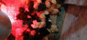 Vind  pui Australorp 15 lei - imagine 2