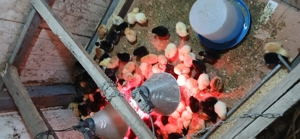 Vind  pui Australorp 15 lei - imagine 4