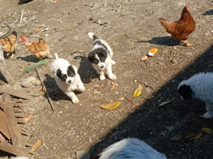 Pui Ciobanesc de Bucovina - imagine 5