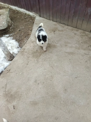 Pui Ciobanesc de Bucovina - imagine 3