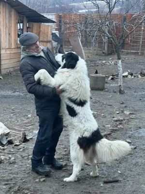 Pui Ciobanesc de Bucovina - imagine 4