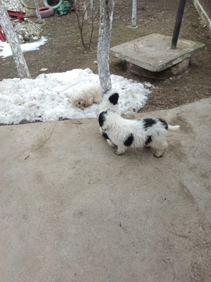 Pui Ciobanesc de Bucovina - imagine 2