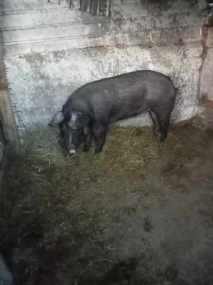 vând o purcea la 120 kg la opt luni sau sc cu  capre sau purcei