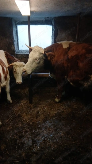 Vaca si jurinca  - imagine 2