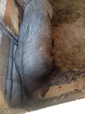 vând o purcea la 120 kg la opt luni sau sc cu  capre sau purcei - imagine 2