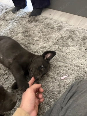 Labrador Retriver - imagine 3