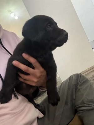 Labrador Retriver - imagine 2