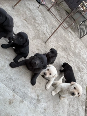 Labrador Retriver - imagine 4