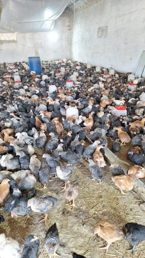 Pasari de vanzare - imagine 5