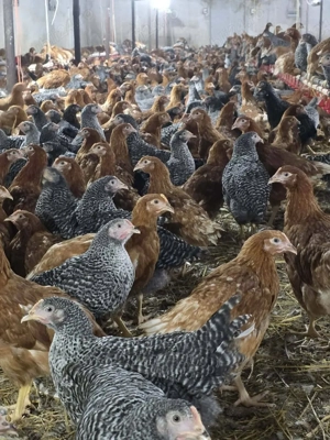 Pasari de vanzare - imagine 4