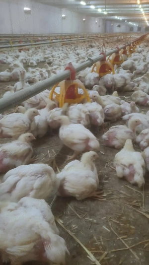 pui de rasa mixta - imagine 3