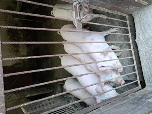 Purcei de carne  - imagine 5