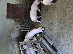 Purcei de carne  - imagine 7