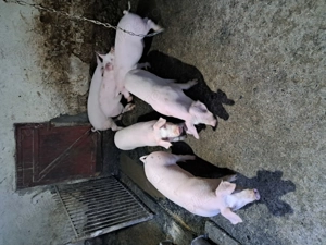 Purcei de carne  - imagine 3