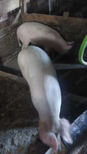 porci de vanzare 