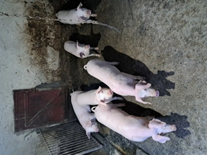 Purcei de carne  - imagine 2