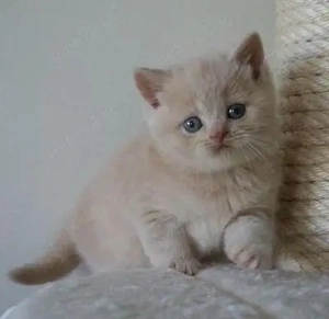 British Crem  - imagine 2