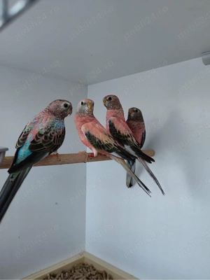 Papagali Bourke si Forpus - imagine 4