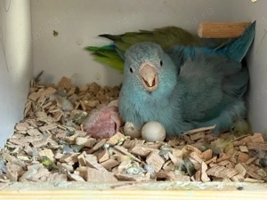 Papagali Bourke si Forpus - imagine 3