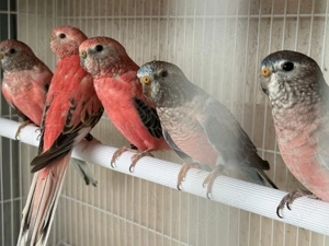 Papagali Bourke si Forpus