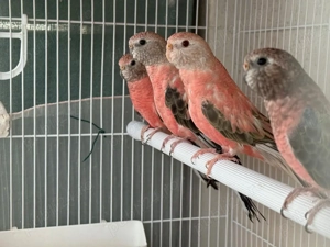 Papagali Bourke si Forpus - imagine 2