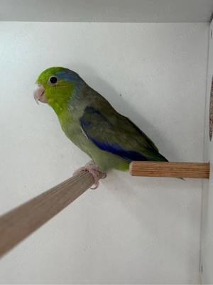 Papagali Bourke si Forpus - imagine 5