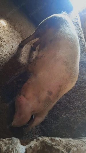 De vânzare  - imagine 2