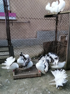 Vand porumbei voltati - imagine 3