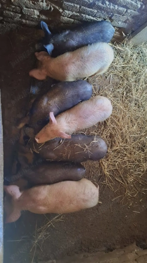 De vânzare  - imagine 3