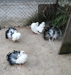 Vand porumbei voltati - imagine 2