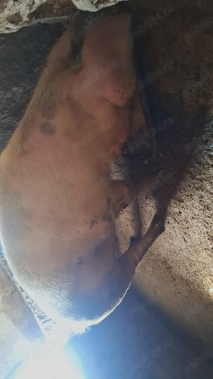 De vânzare  - imagine 5