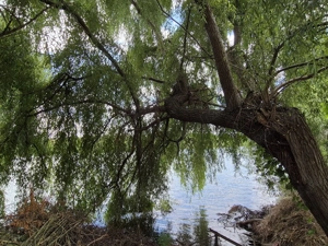 Vilă 7 camere de vânzare  Dârvari, Fundulea, Liniște |Spațiu | Natură - imagine 6