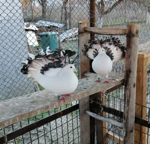 Vand porumbei voltati - imagine 5