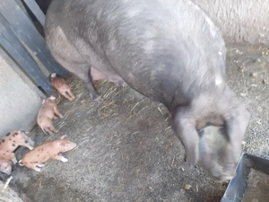 vî nd scroafă cu 8.purcei montată  cu durok - imagine 5