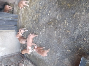 vî nd scroafă cu 8.purcei montată  cu durok - imagine 3