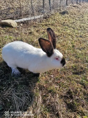 Iepuri uriaș de Transilvania si fluture German - imagine 2