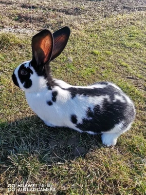 Iepuri uriaș de Transilvania si fluture German