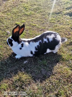 Iepuri uriaș de Transilvania si fluture German - imagine 3