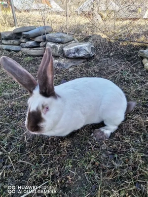 Iepuri uriaș de Transilvania si fluture German - imagine 4