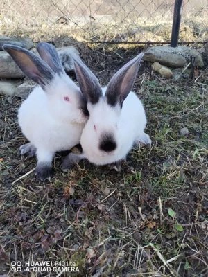 Iepuri uriaș de Transilvania si fluture German - imagine 5