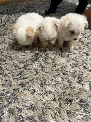 De vânzare bisoni maltezi 2fetite si un baietel 