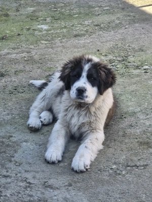 Ciobanesc de Bucovina 