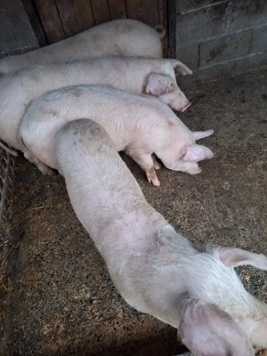 șoldani de vânzare  - imagine 4