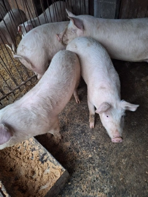 șoldani de vânzare  - imagine 3