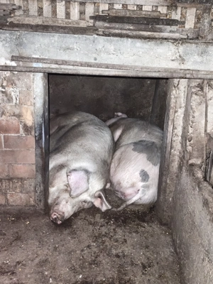 Vând porci grași între 120 și 200 kg.nr  - imagine 2